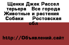 Щенки Джек Рассел терьера - Все города Животные и растения » Собаки   . Ростовская обл.